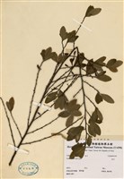 藏品(古柯)的圖片